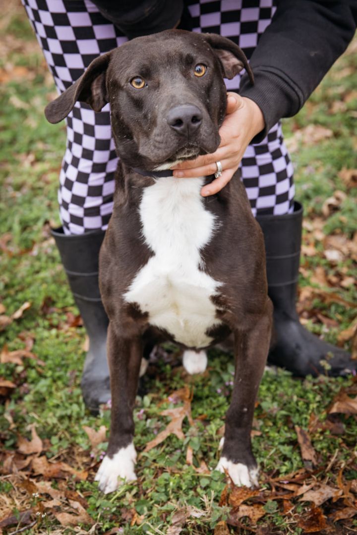 Tarzan, a Adoptable mixed breed in Harrison, AR image 4/8