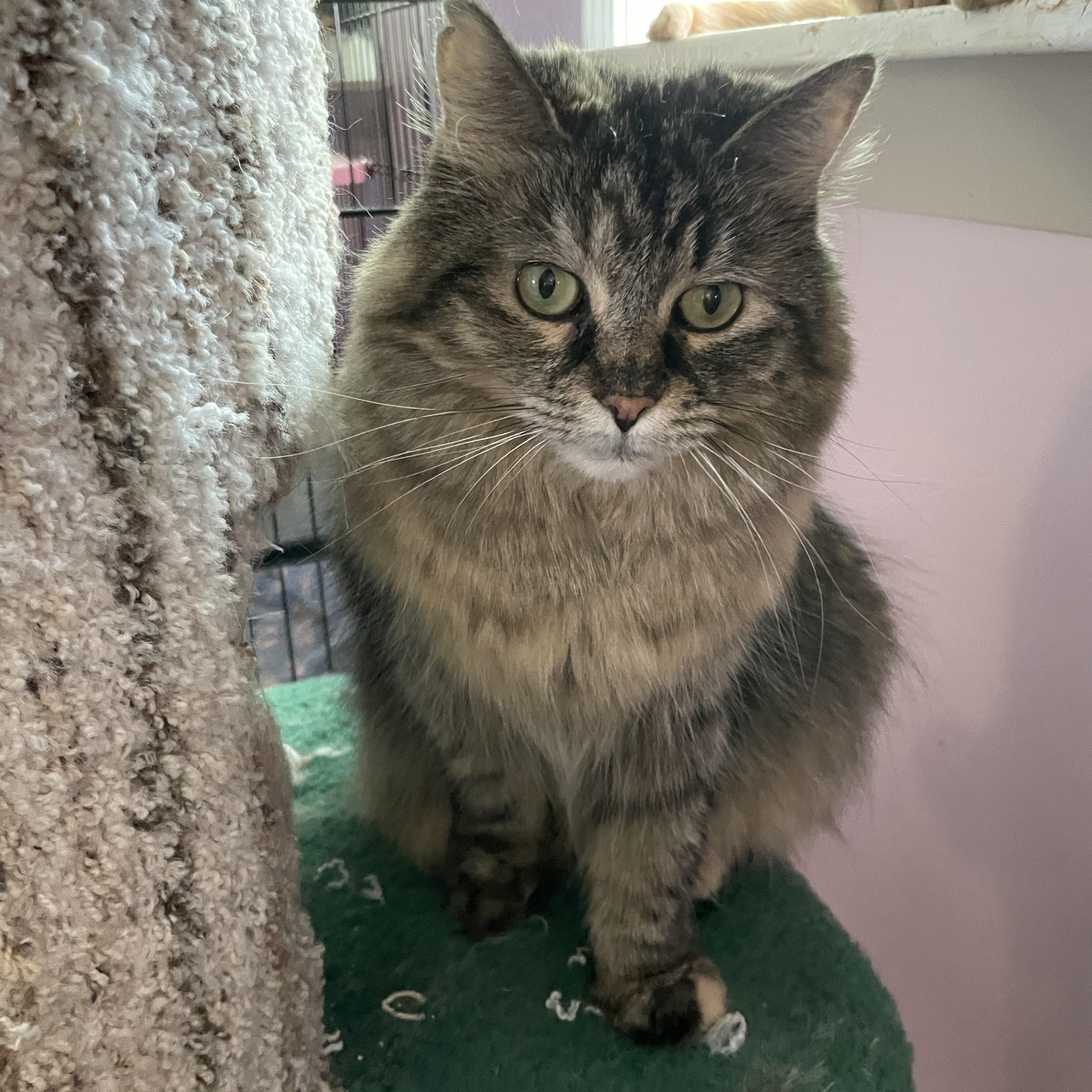 Buffy (Colony Cat CC), Adult Female Domestic Medium Hair