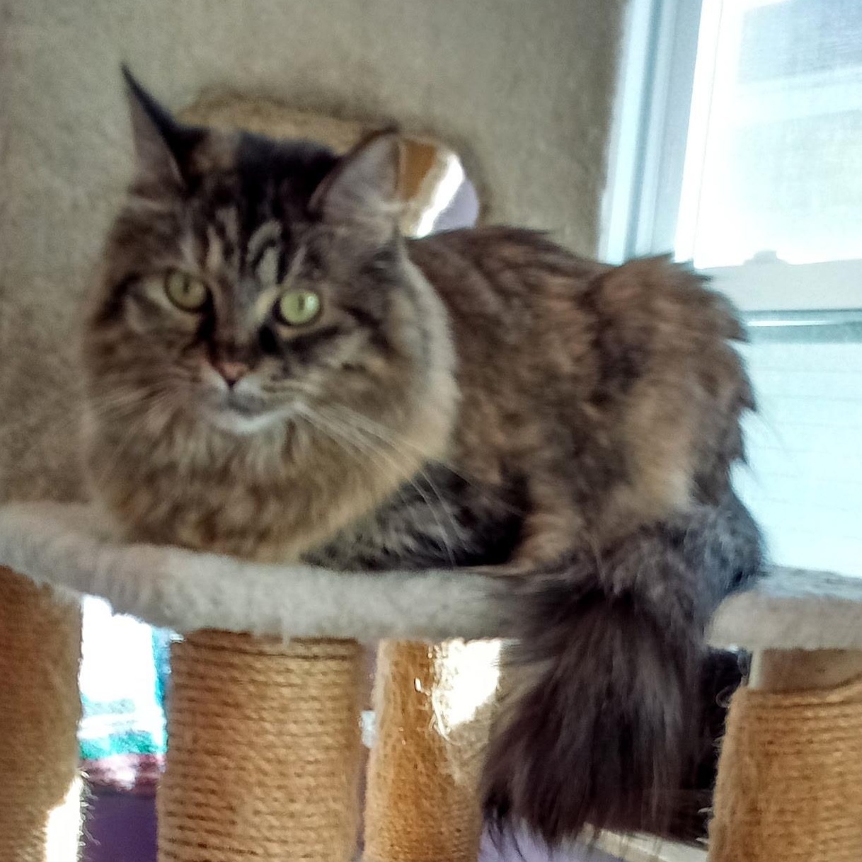 Buffy (Colony Cat CC), a Adoptable Domestic Medium Hair in Wells, ME image 1/6