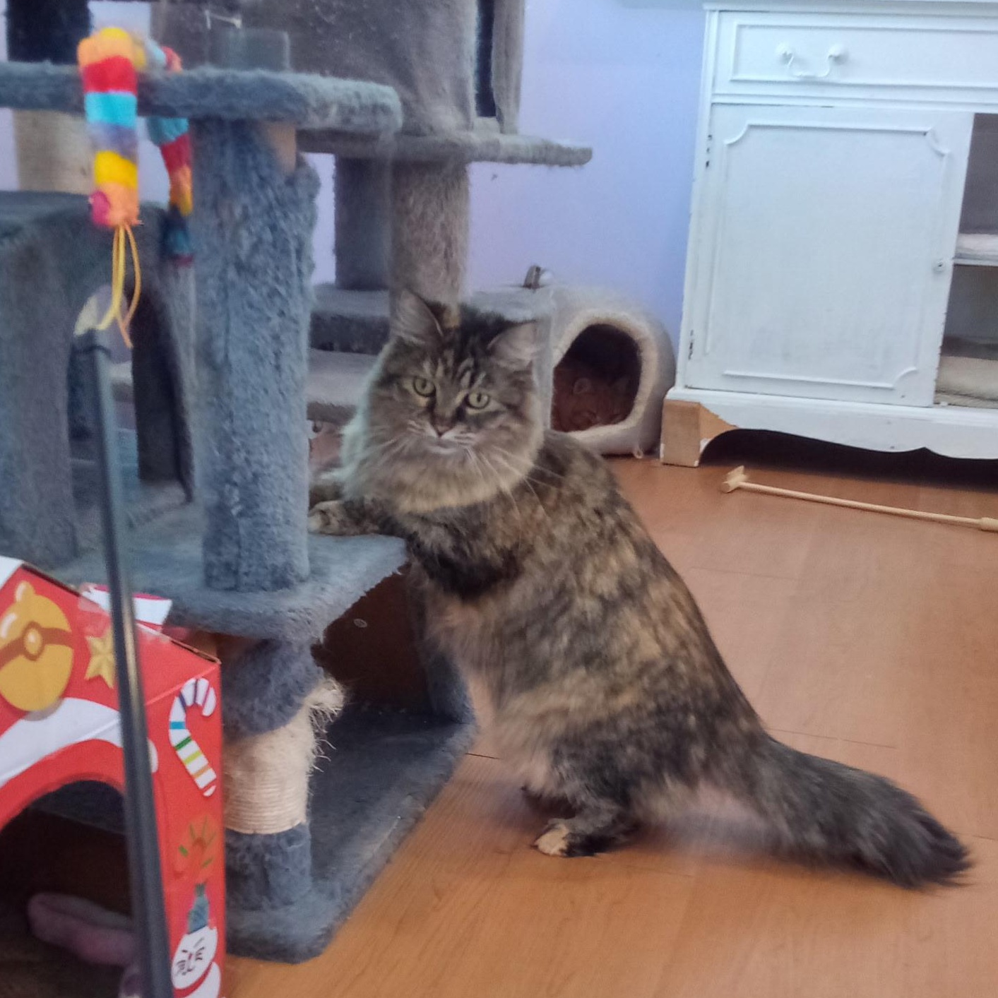 Buffy (Colony Cat CC), a Adoptable Domestic Medium Hair in Wells, ME image 3/6