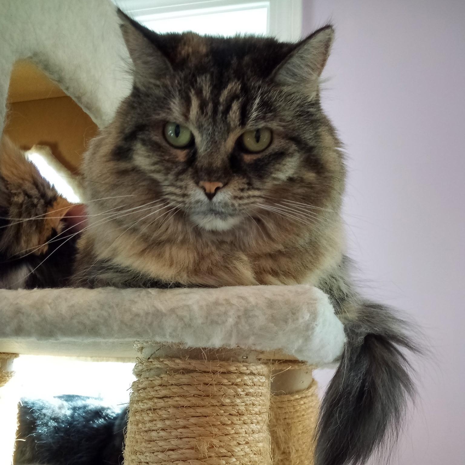 Buffy (Colony Cat CC), a Adoptable Domestic Medium Hair in Wells, ME image 4/6