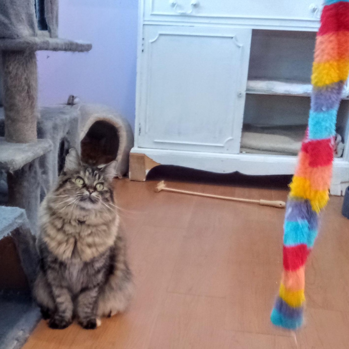 Buffy (Colony Cat CC), a Adoptable Domestic Medium Hair in Wells, ME image 5/6