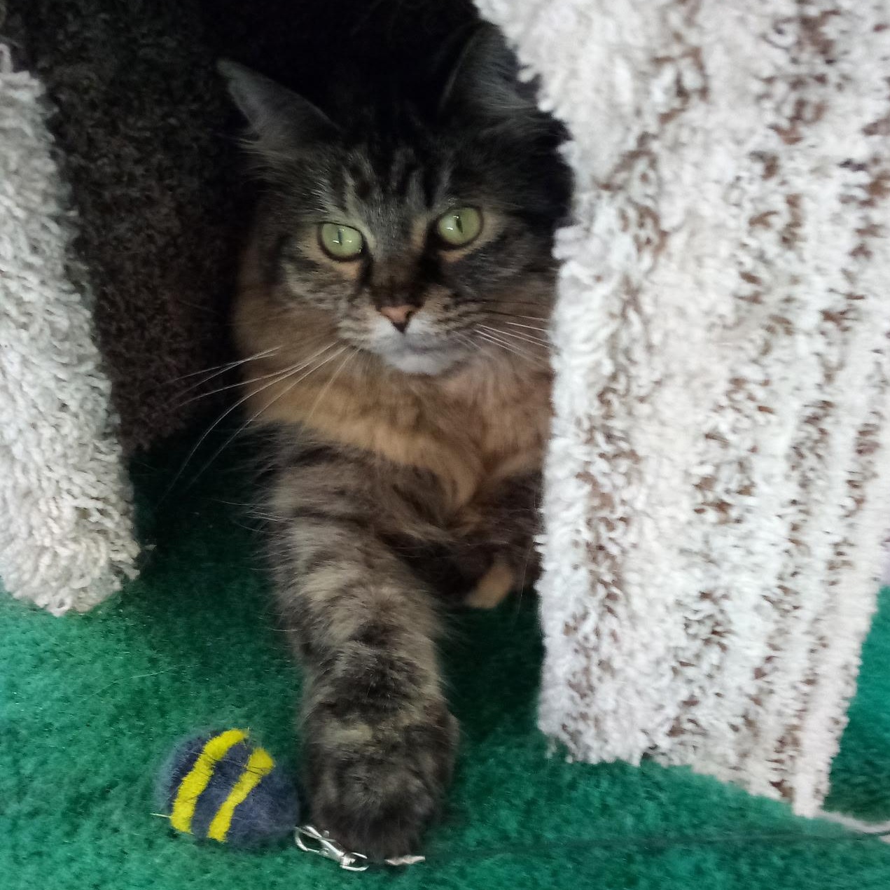 Buffy (Colony Cat CC), a Adoptable Domestic Medium Hair in Wells, ME image 6/6