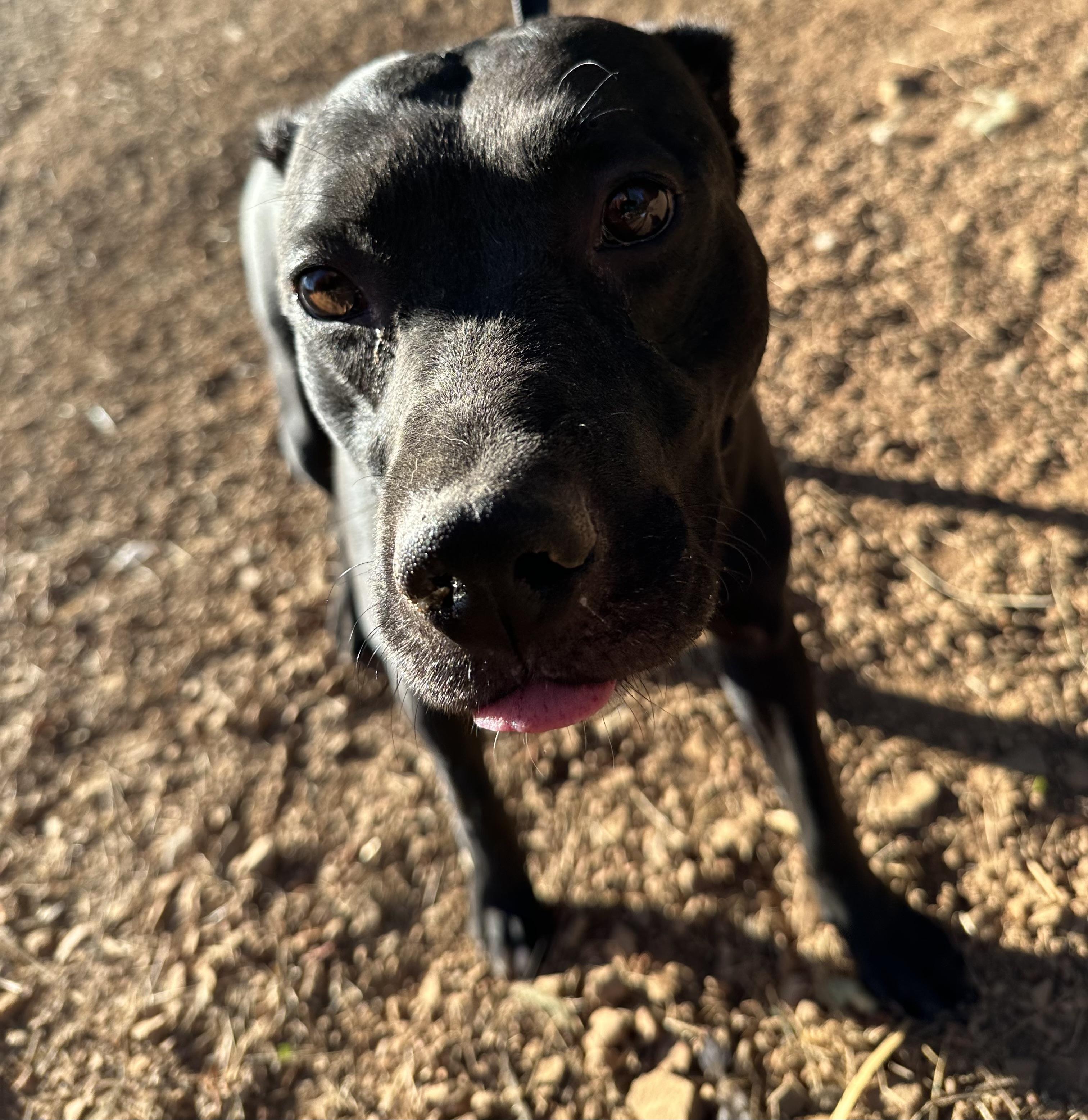 Enlarge Ellie, a Adoptable mixed breed in Oakland, CA image 4/6