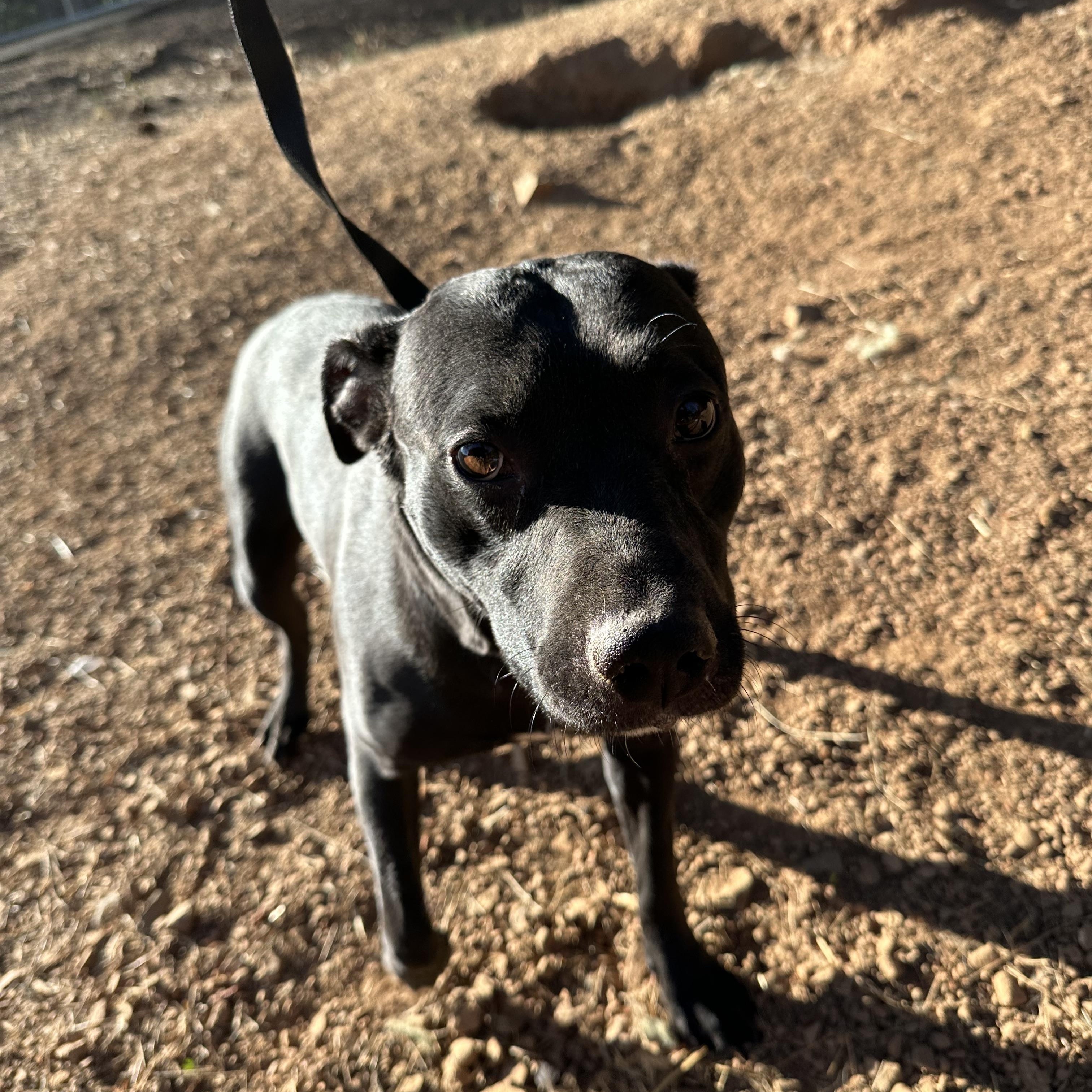 Enlarge Ellie, a Adoptable mixed breed in Oakland, CA image 5/6