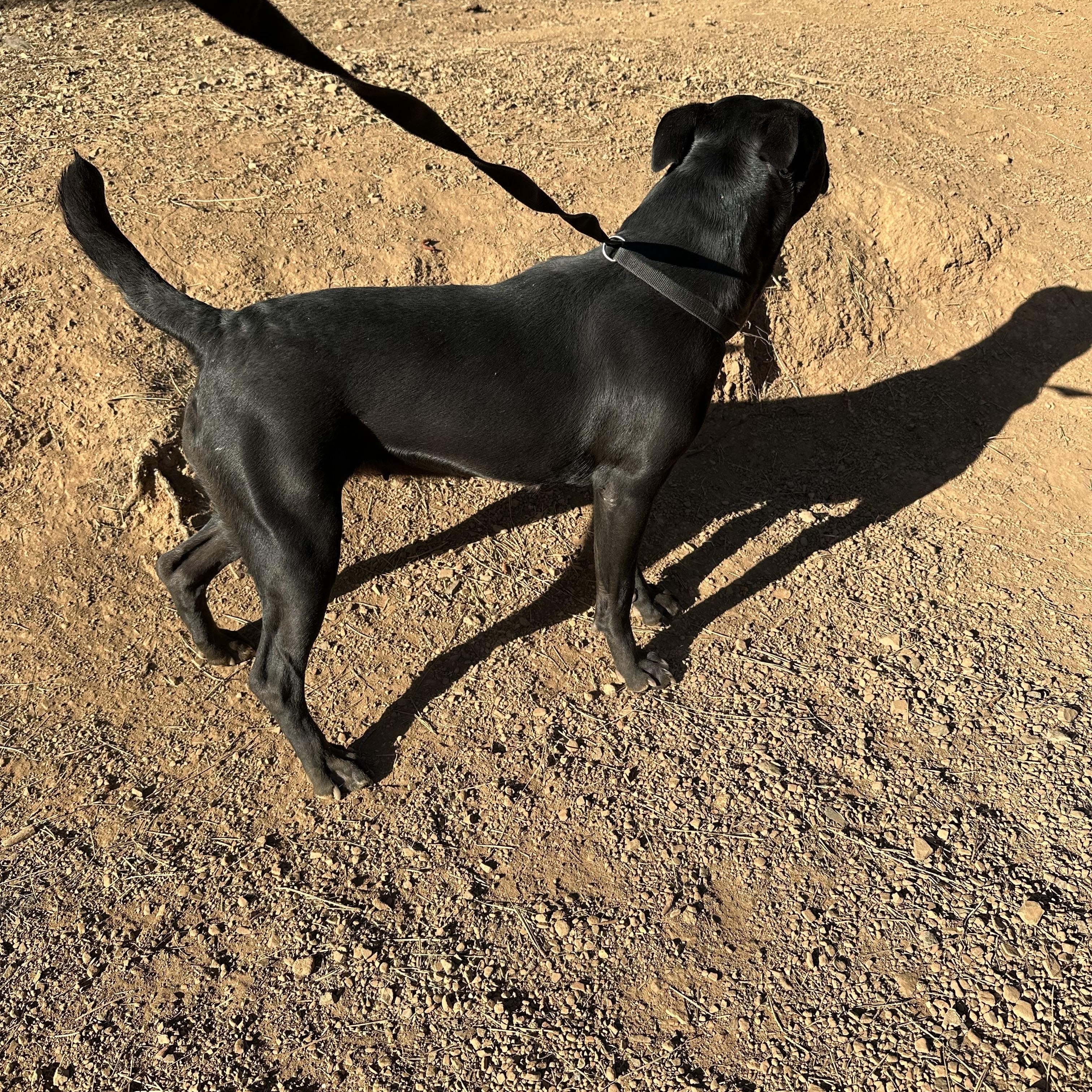 Enlarge Ellie, a Adoptable mixed breed in Oakland, CA image 6/6