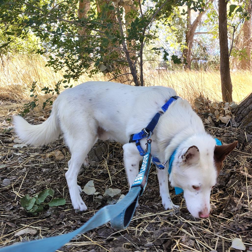 Milo, Adoptable, Adult Male Border Collie & Mixed Breed.