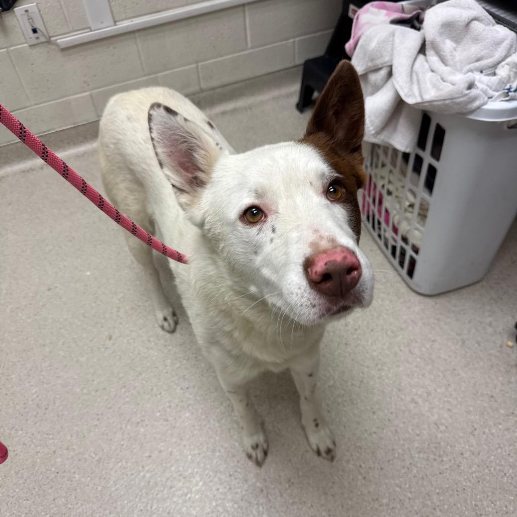 Milo, a Adoptable mixed breed in Murray, UT image 2/5