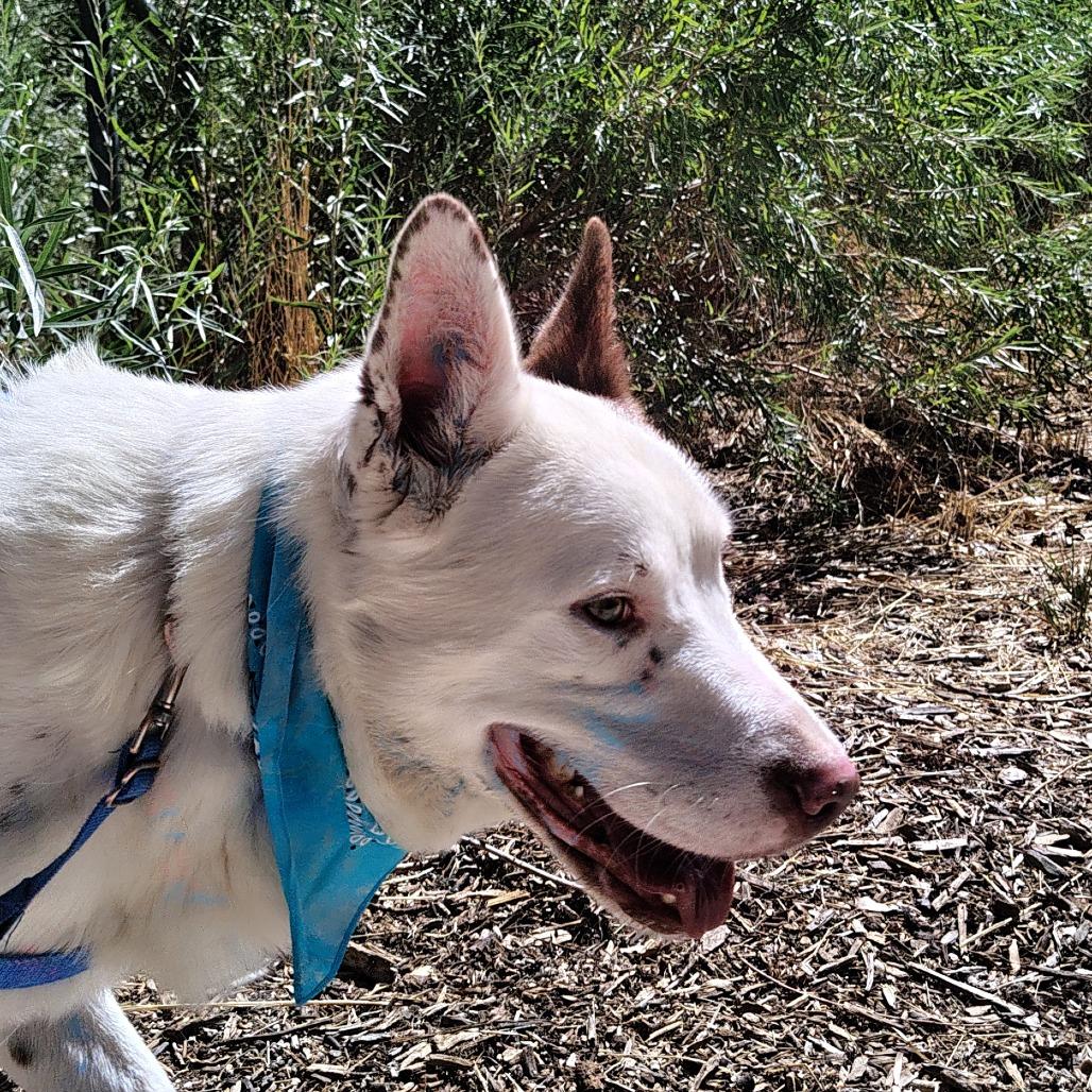 Milo, a Adoptable mixed breed in Murray, UT image 3/5