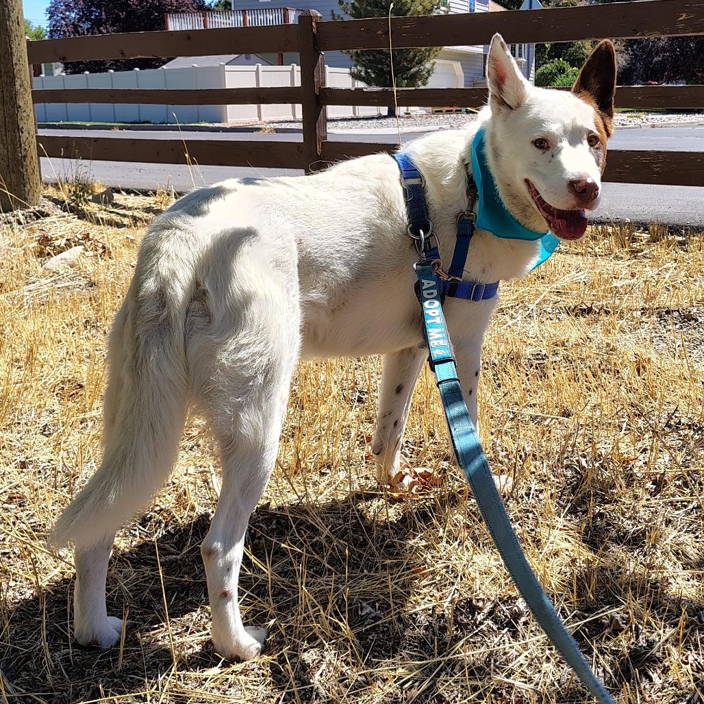 Milo, a Adoptable mixed breed in Murray, UT image 4/5