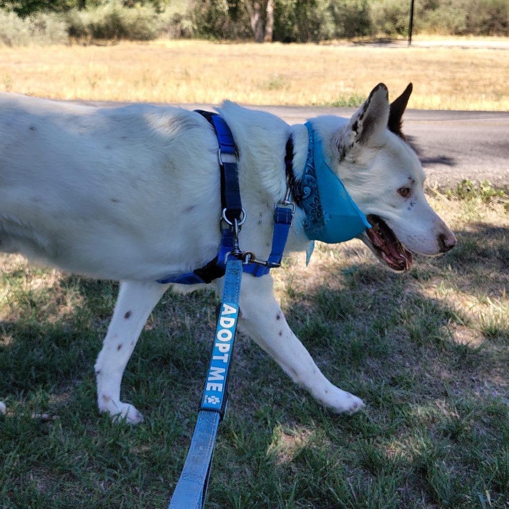 Milo, a Adoptable mixed breed in Murray, UT image 5/5