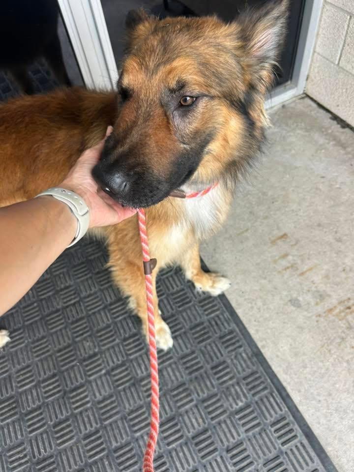 Capone, a Adoptable Belgian Shepherd / Malinois in Rowlett, TX image 1/2