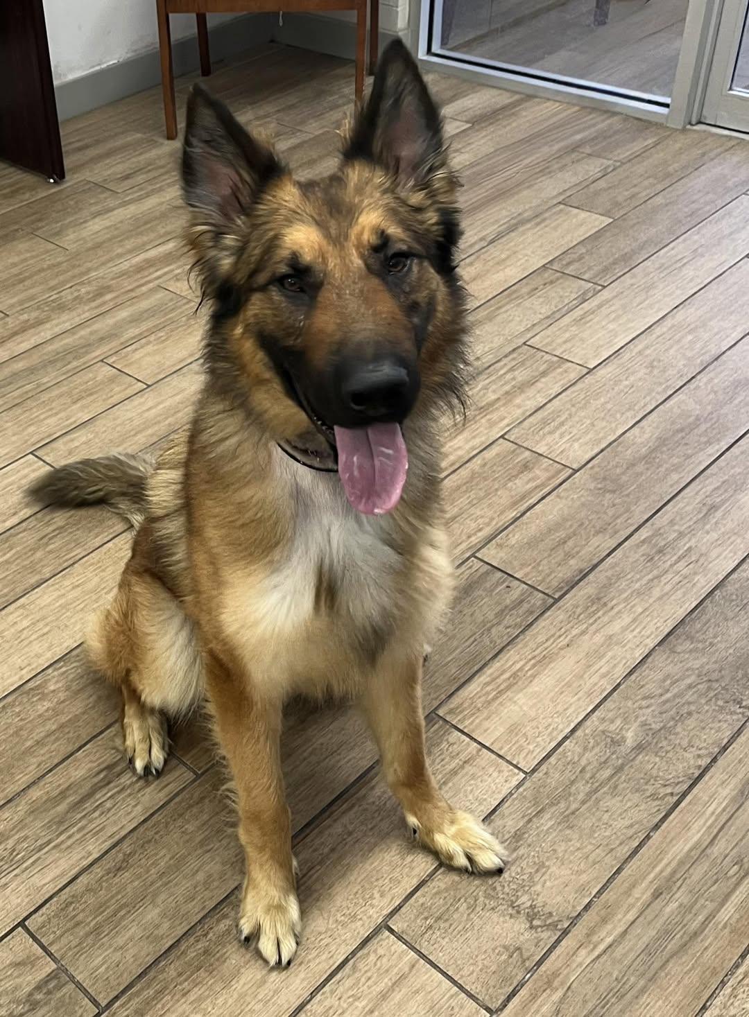 Capone, a Adoptable Belgian Shepherd / Malinois in Rowlett, TX image 2/2