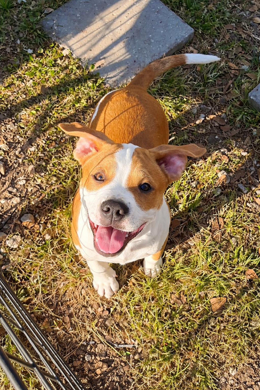 Enlarge Dennis, an adopted mixed breed in Toms Brook, VA image 3/6