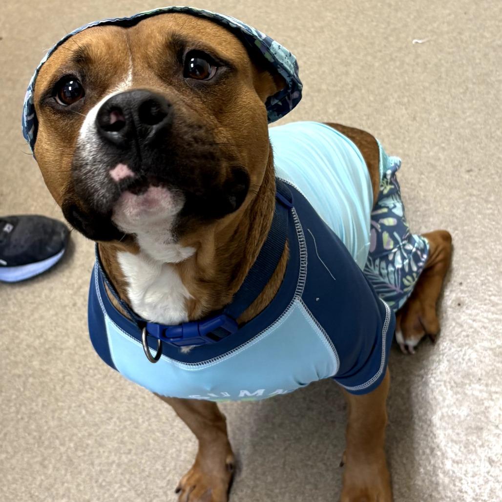 Enlarge Nitrogen, a Adoptable Pit Bull Terrier in Chatham, VA image 1/3