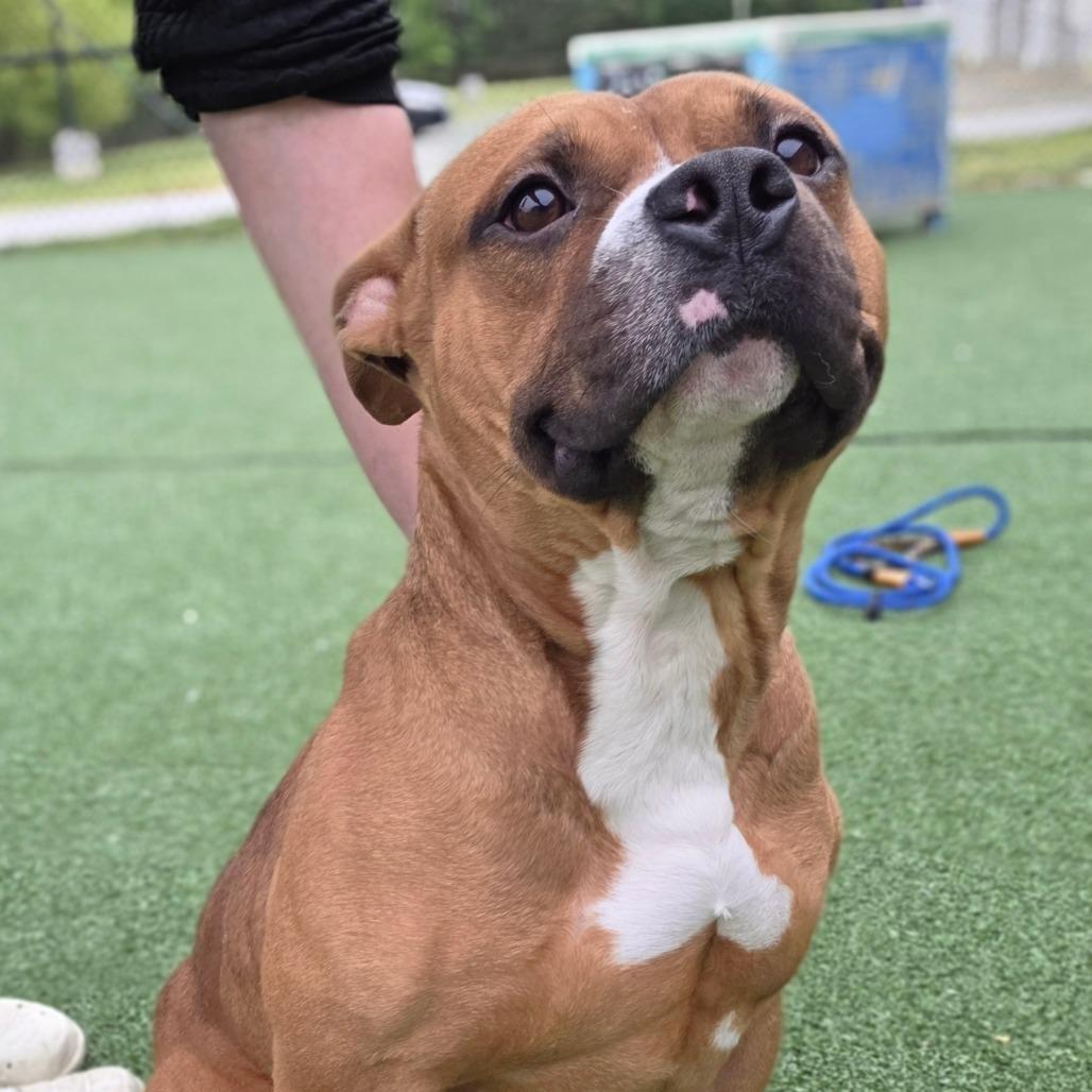 Nitrogen, a Adoptable Pit Bull Terrier in Chatham, VA image 2/6