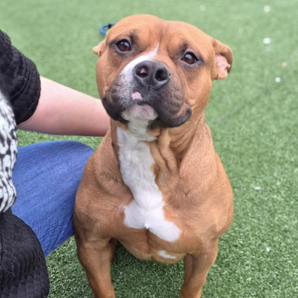 Nitrogen, a Adoptable Pit Bull Terrier in Chatham, VA image 3/6