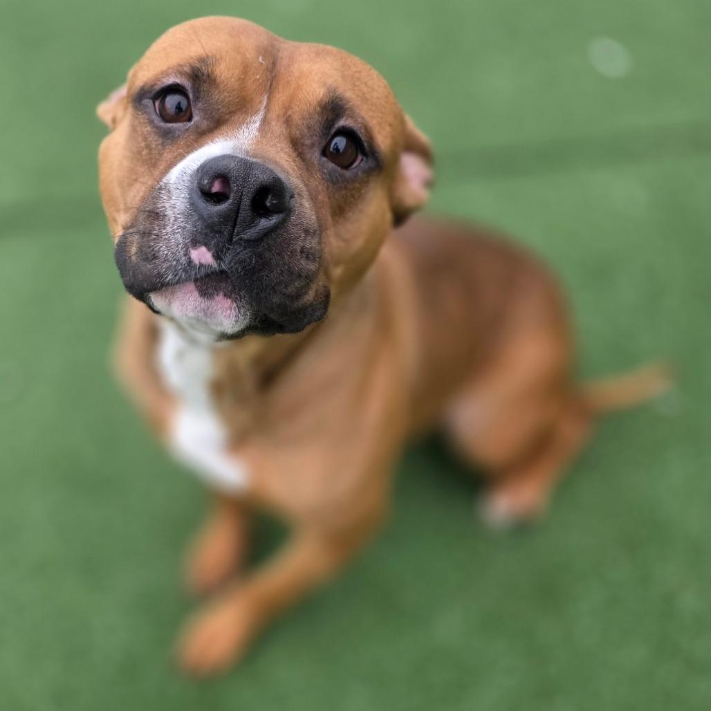 Nitrogen, a Adoptable Pit Bull Terrier in Chatham, VA image 4/6