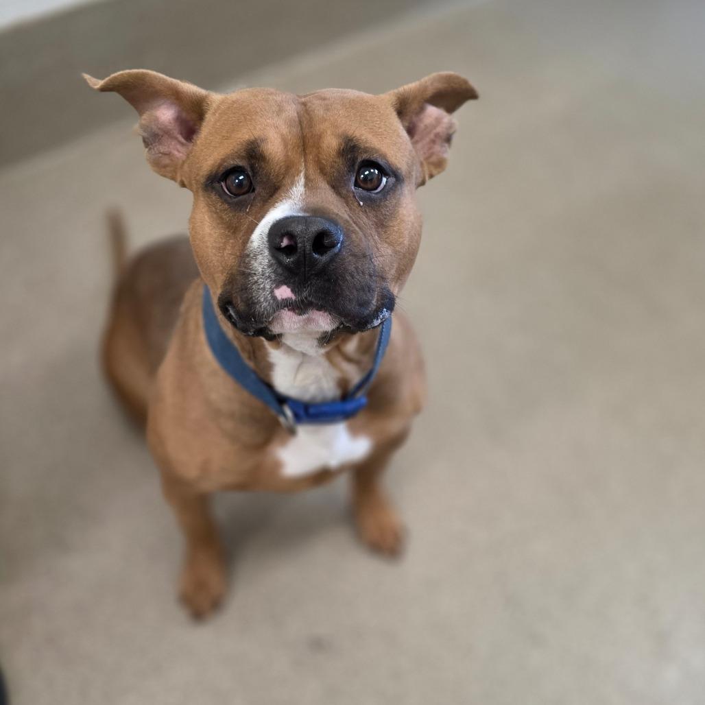 Enlarge Nitrogen, a Adoptable Pit Bull Terrier in Chatham, VA image 2/3