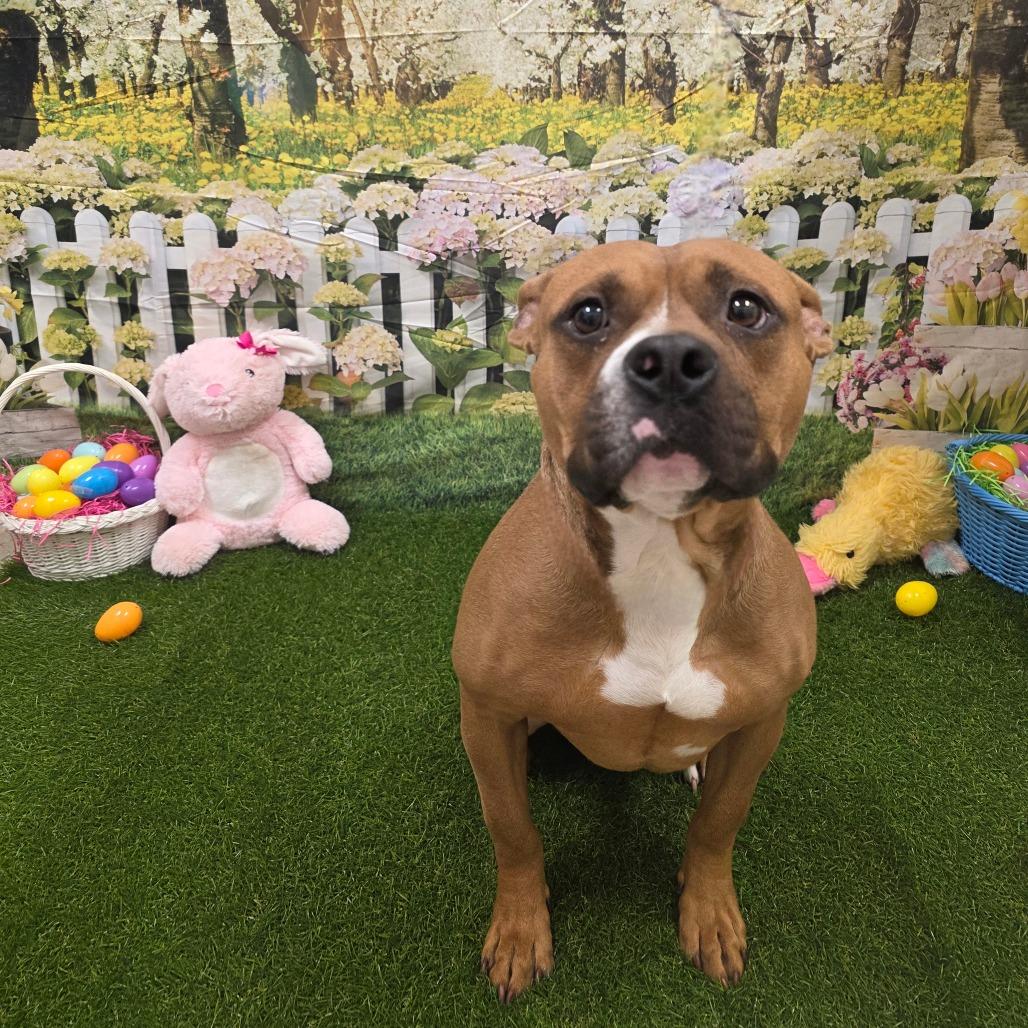 Enlarge Nitrogen, a Adoptable Pit Bull Terrier in Chatham, VA image 3/3