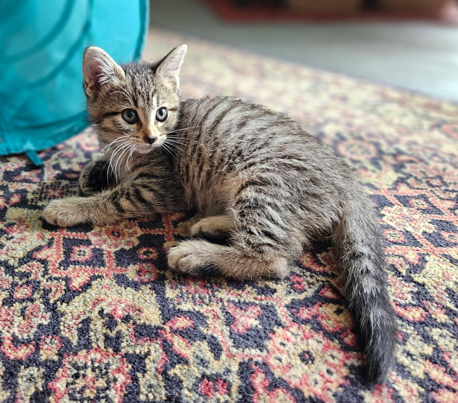 Gwen, Young Female Domestic Short Hair