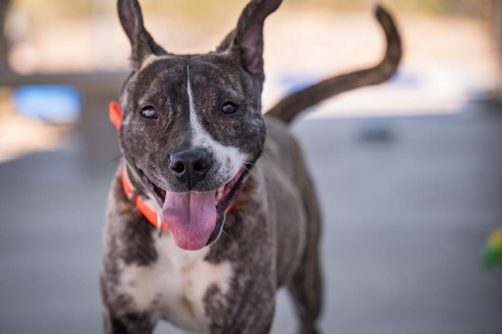 Enlarge Montee, a Adoptable mixed breed in Twentynine Palms, CA image 1/6