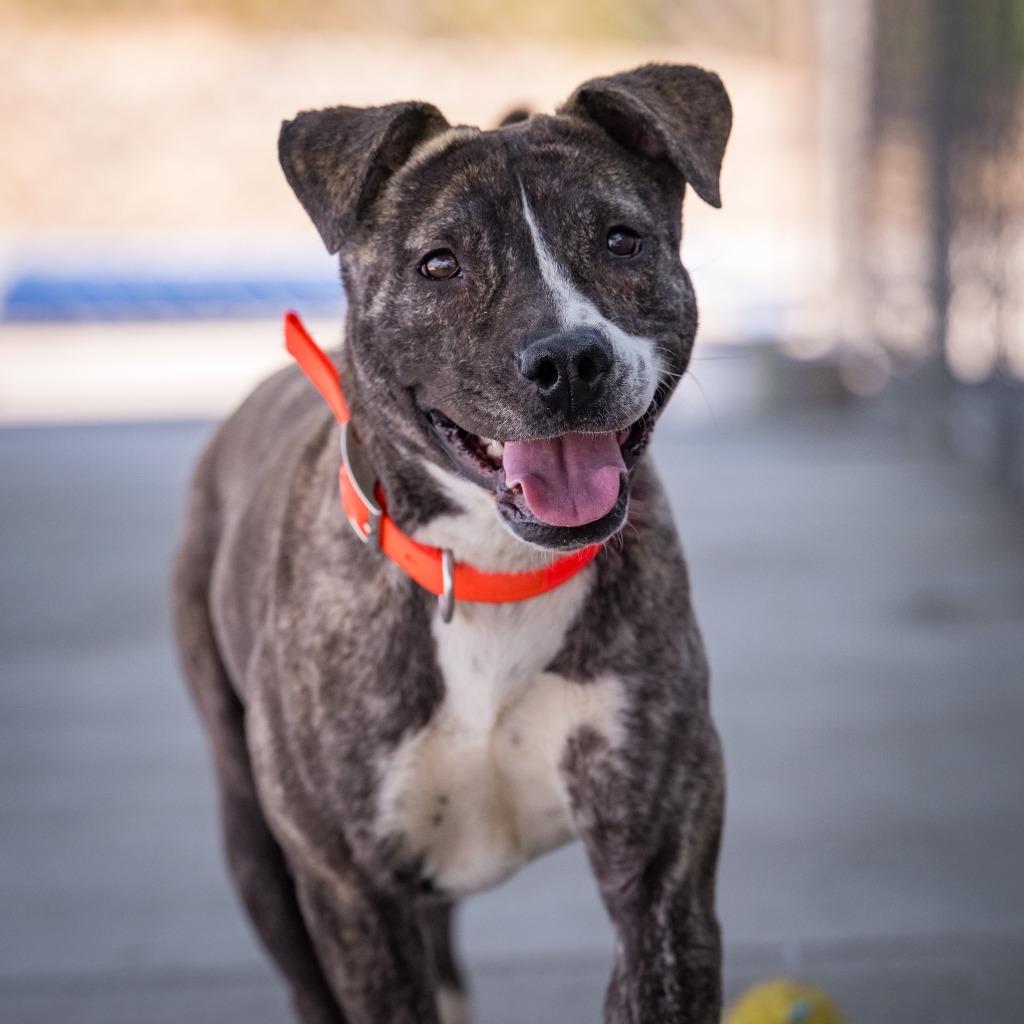 Enlarge Montee, a Adoptable mixed breed in Twentynine Palms, CA image 2/6