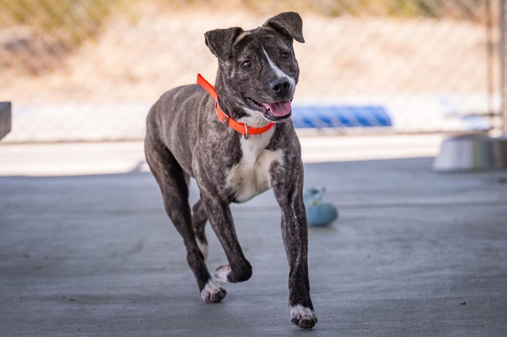 Enlarge Montee, a Adoptable mixed breed in Twentynine Palms, CA image 3/6
