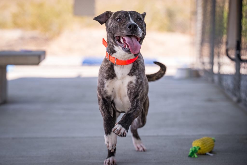 Enlarge Montee, a Adoptable mixed breed in Twentynine Palms, CA image 4/6