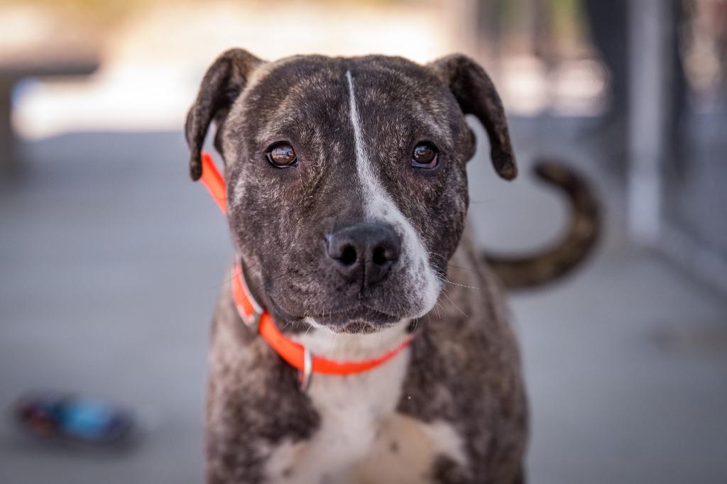 Enlarge Montee, a Adoptable mixed breed in Twentynine Palms, CA image 5/6