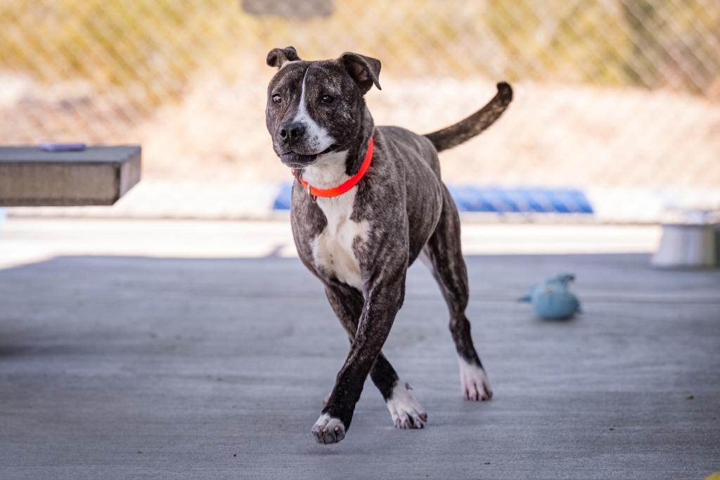 Enlarge Montee, a Adoptable mixed breed in Twentynine Palms, CA image 6/6