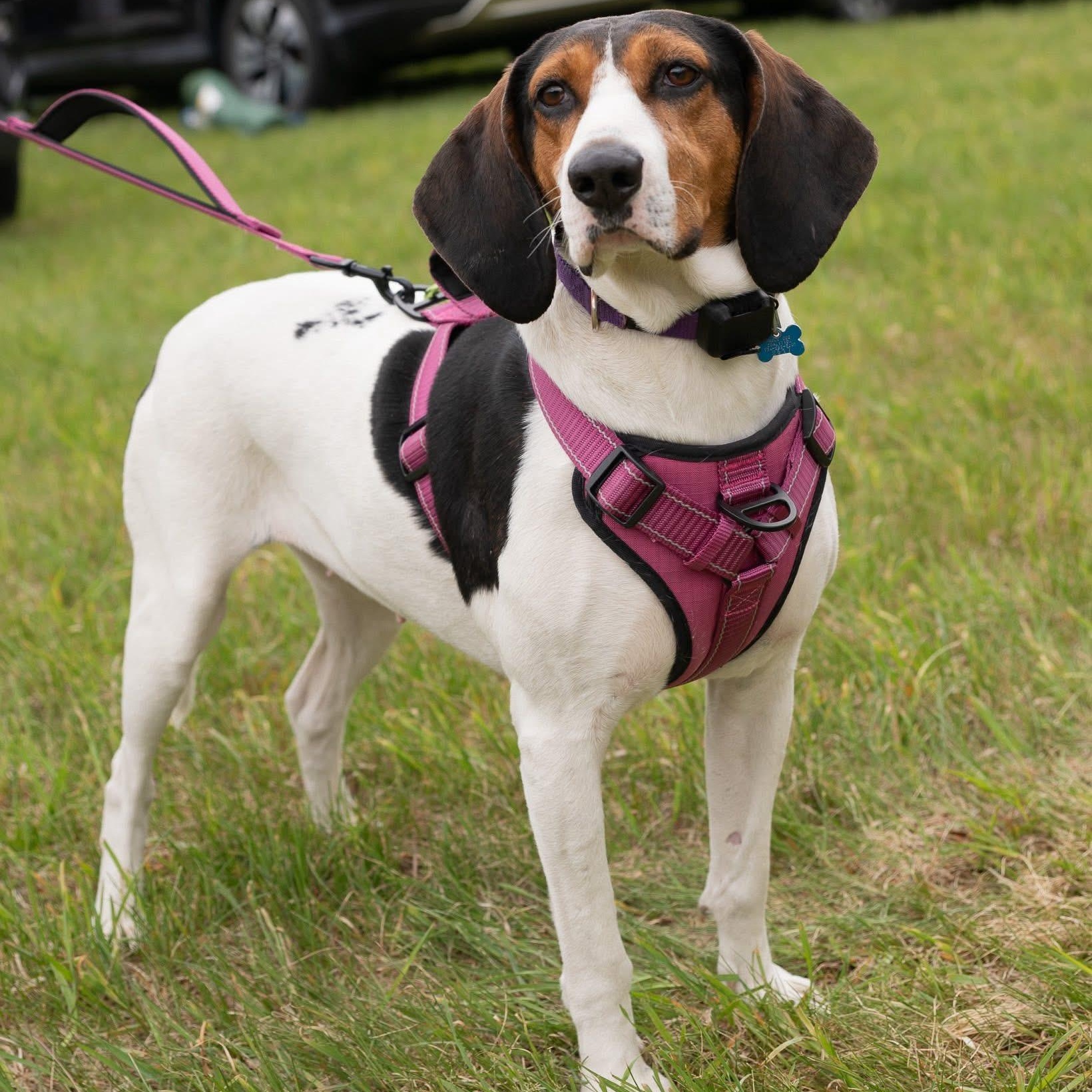 Enlarge Sadie, a Adoptable Mixed Breed in Hopkinton, MA image 6/6