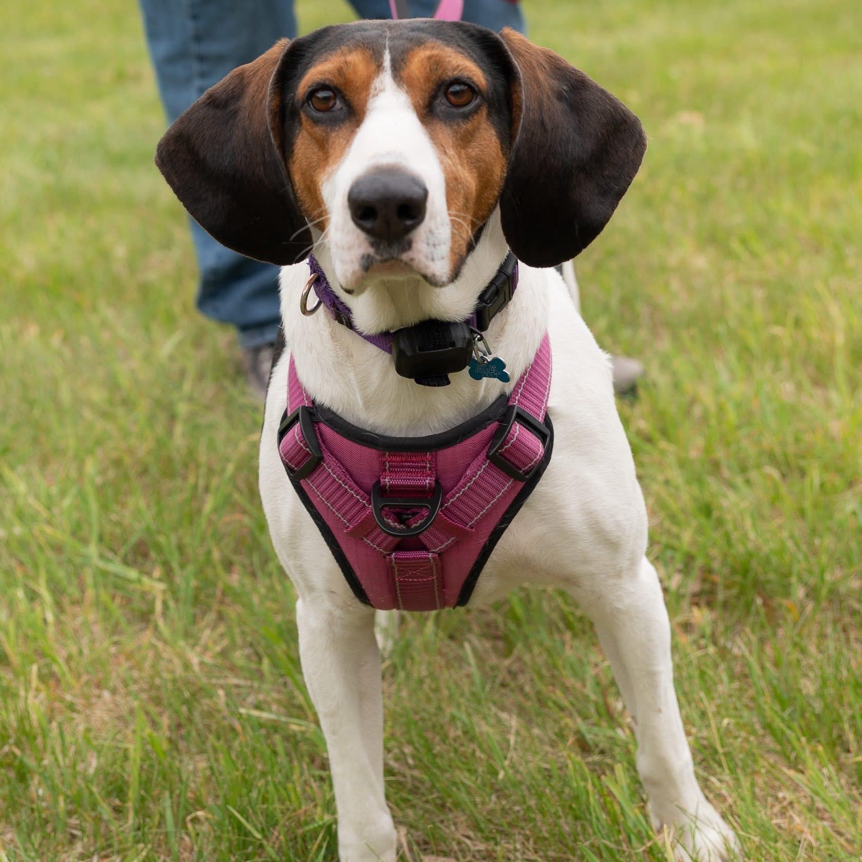 Enlarge Sadie, a Adoptable Mixed Breed in Hopkinton, MA image 3/6