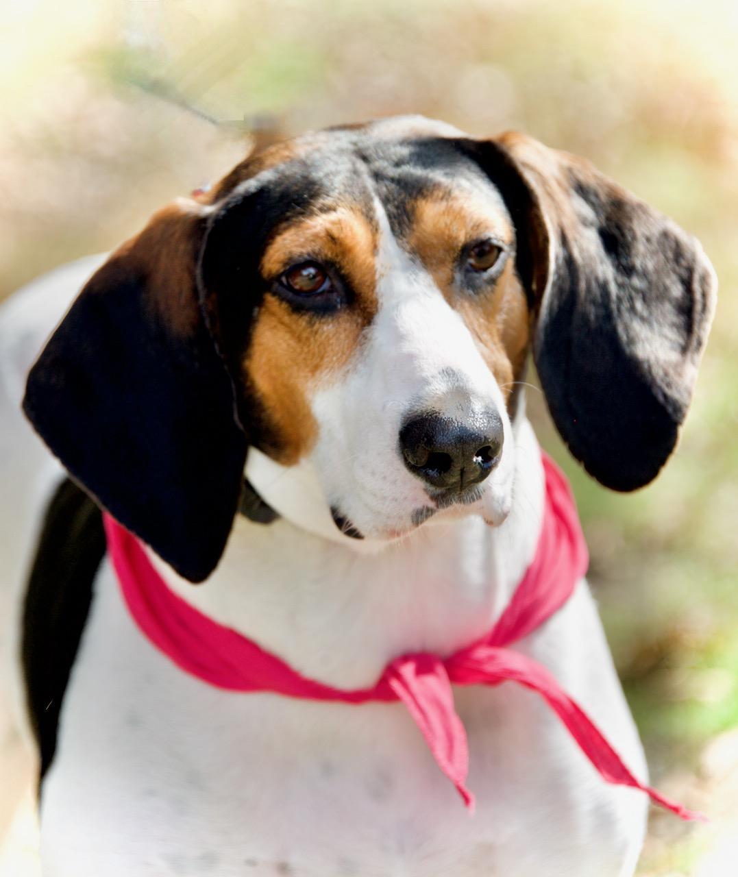 Enlarge Sadie, a Adoptable Mixed Breed in Hopkinton, MA image 4/6