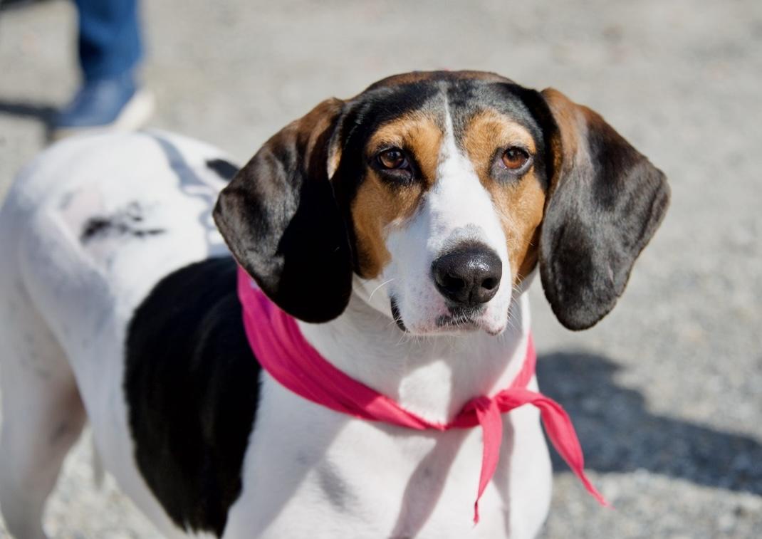 Enlarge Sadie, a Adoptable Mixed Breed in Hopkinton, MA image 5/6