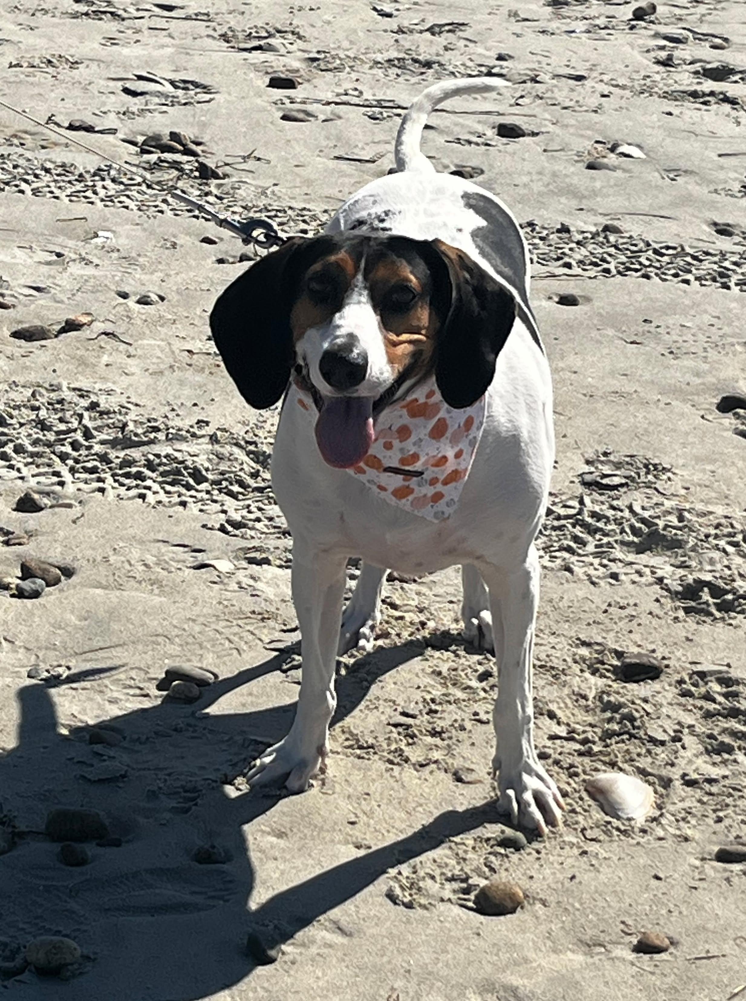 Enlarge Sadie, a Adoptable Mixed Breed in Hopkinton, MA image 2/6