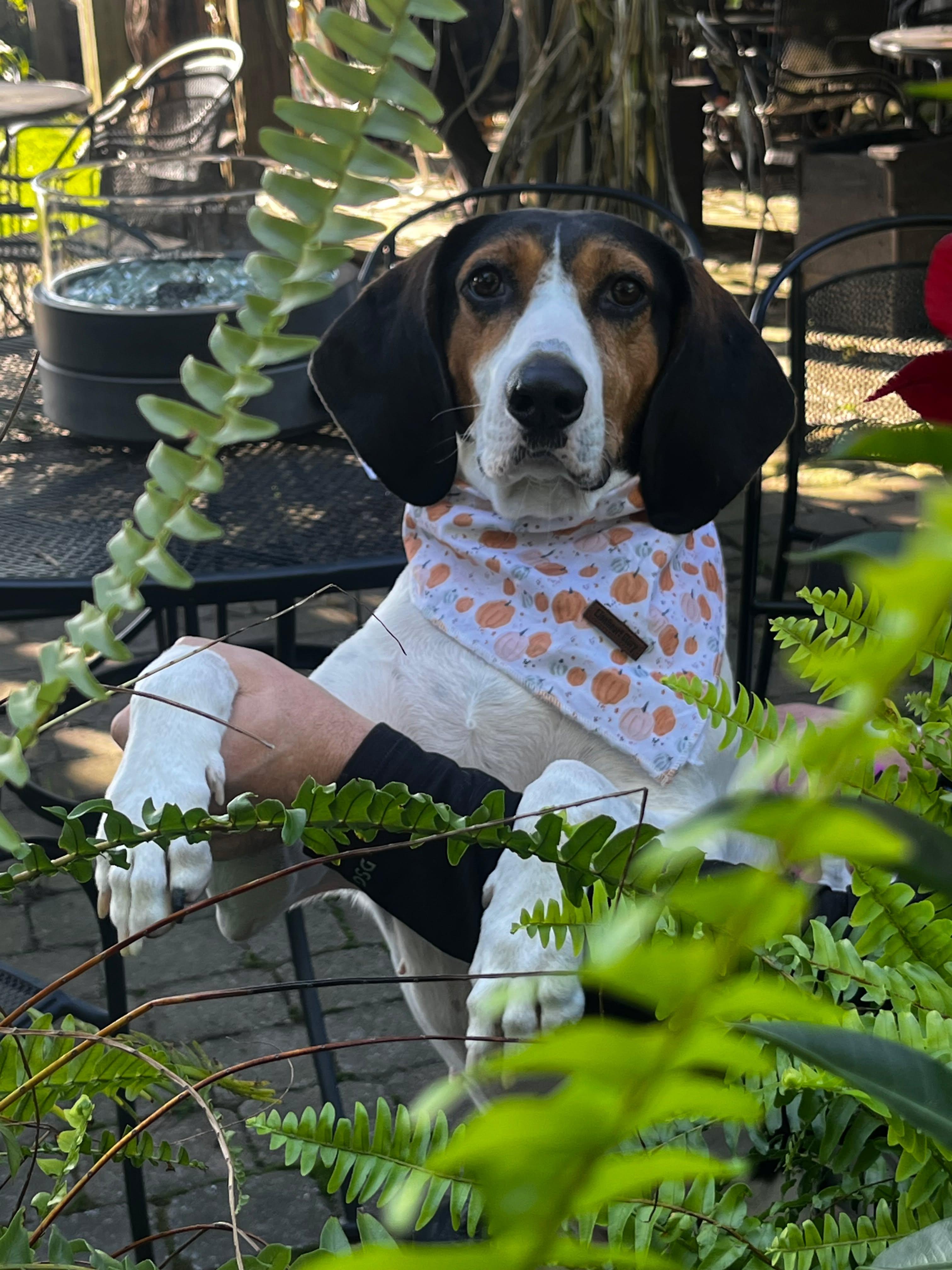Sadie, Adoptable, Adult Female Mixed Breed.