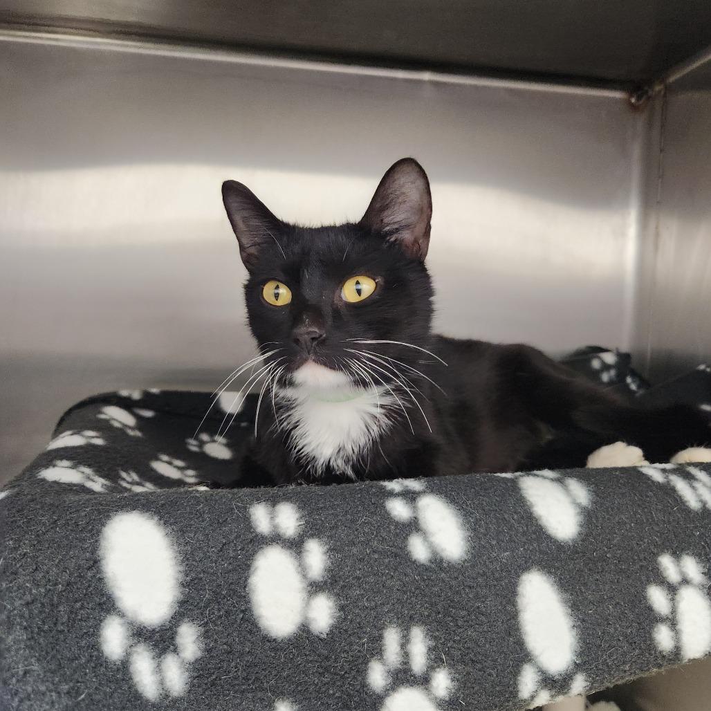 Swan, Adoptable, Young Female Domestic Short Hair.