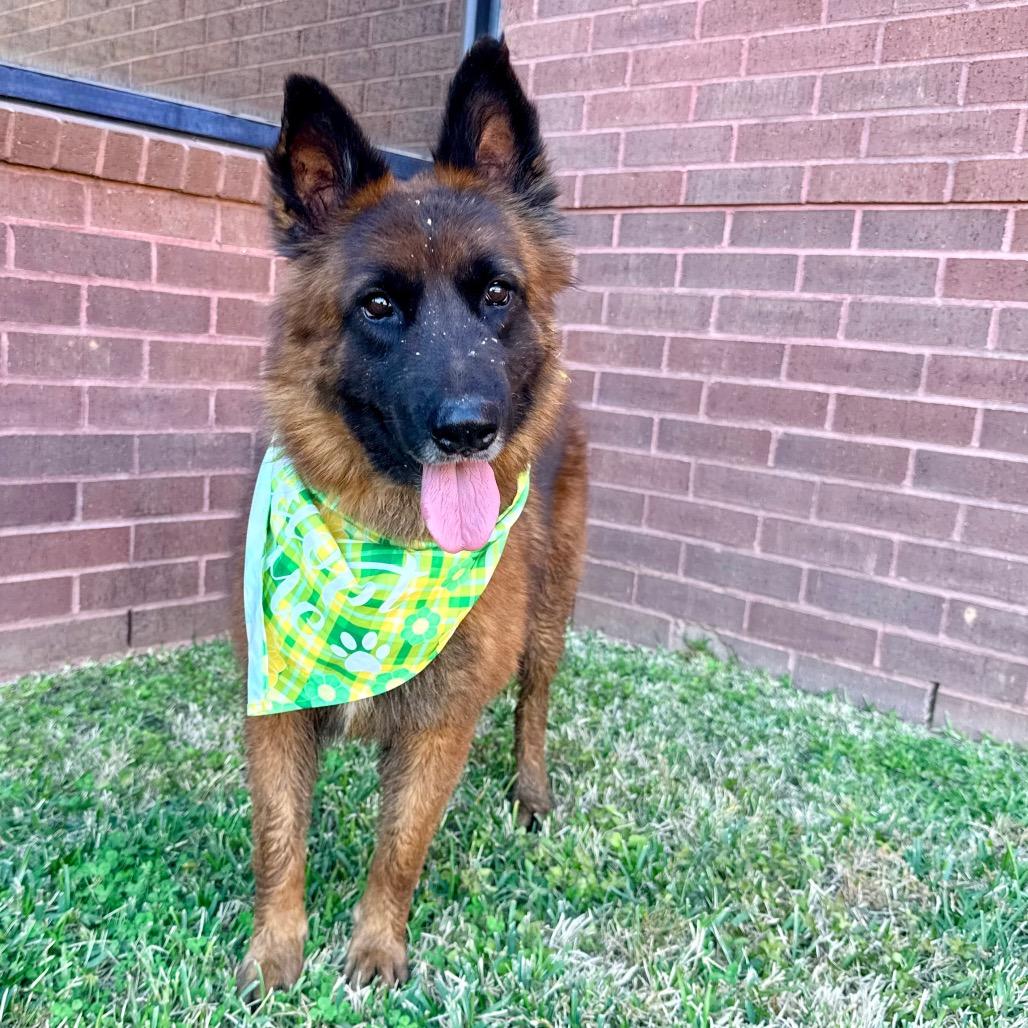 Enlarge Maluma, a Adoptable Belgian Shepherd / Malinois in The Woodlands, TX image 3/6