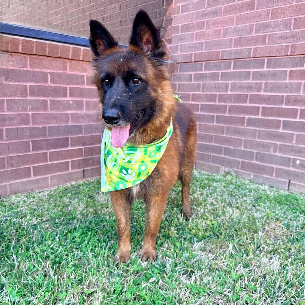 Enlarge Maluma, a Adoptable Belgian Shepherd / Malinois in The Woodlands, TX image 2/6