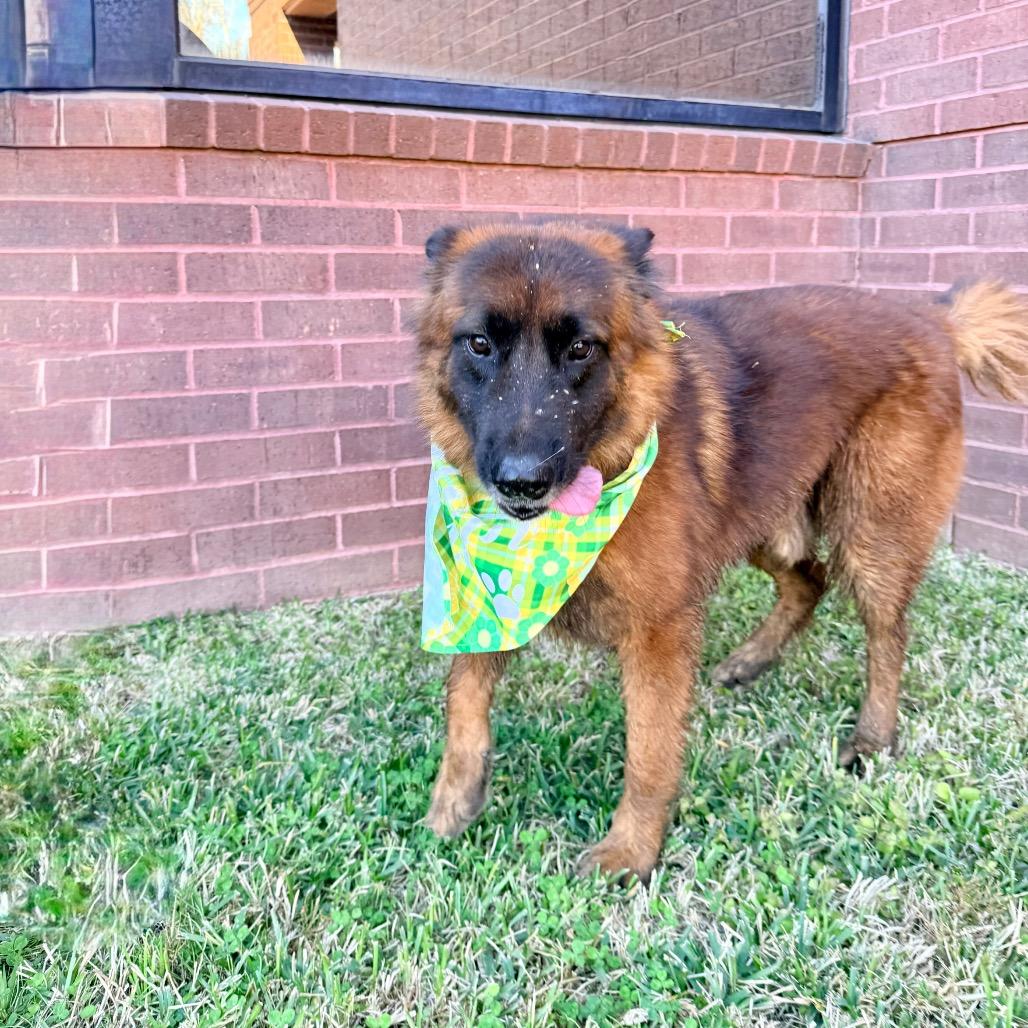 Enlarge Maluma, a Adoptable Belgian Shepherd / Malinois in The Woodlands, TX image 4/6