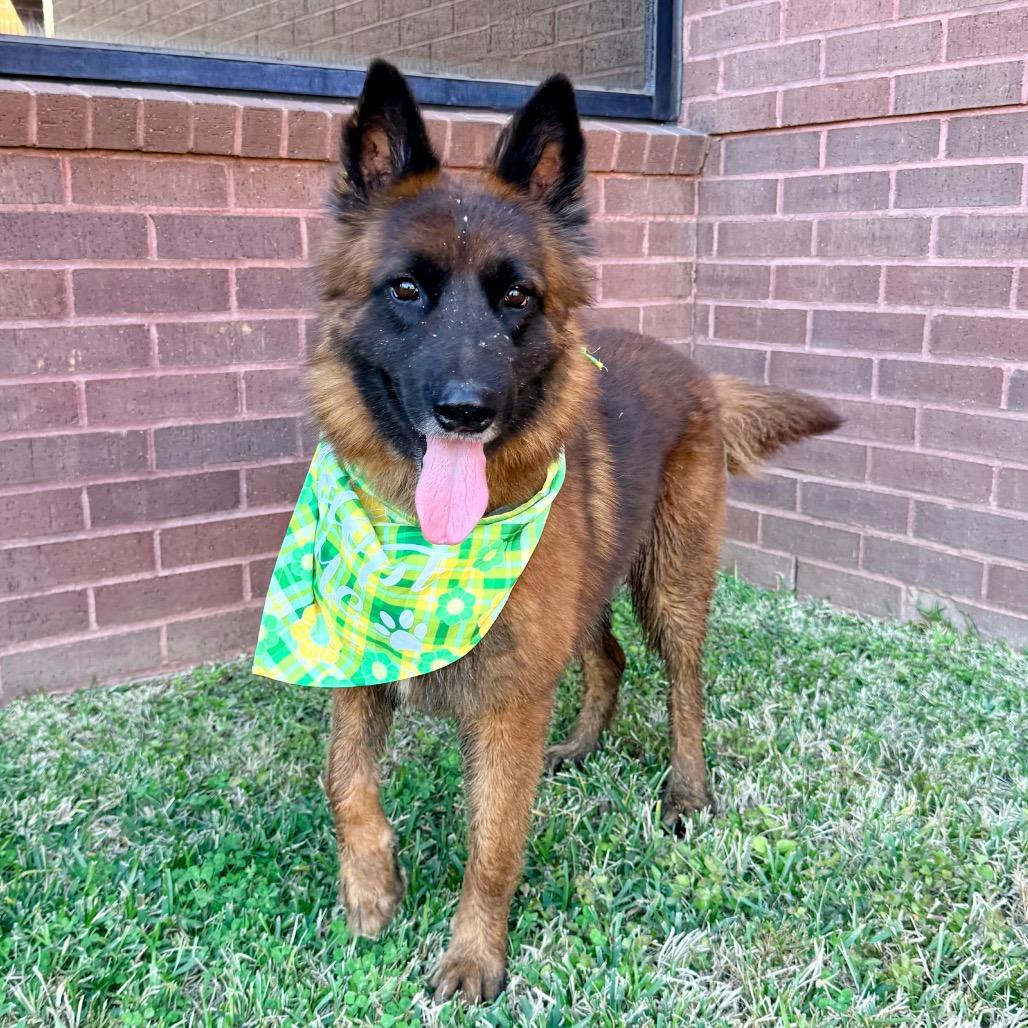 Enlarge Maluma, a Adoptable Belgian Shepherd / Malinois in The Woodlands, TX image 1/6