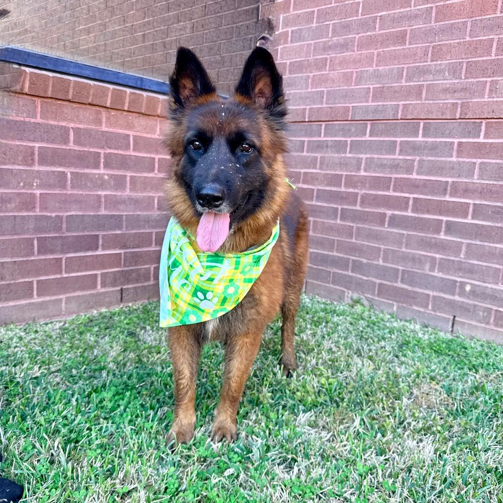 Enlarge Maluma, a Adoptable Belgian Shepherd / Malinois in The Woodlands, TX image 6/6