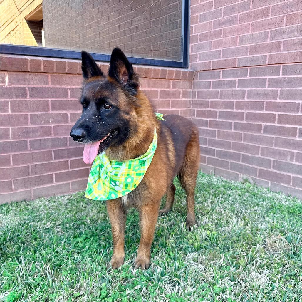 Enlarge Maluma, a Adoptable Belgian Shepherd / Malinois in The Woodlands, TX image 5/6