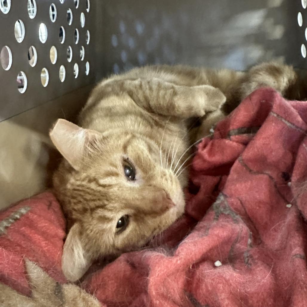 Toast, Adoptable, Adult Male Domestic Short Hair.
