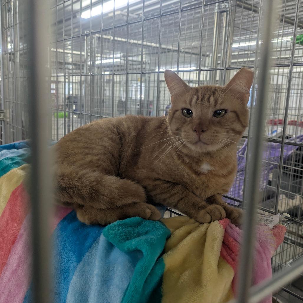 Enlarge Toast, a Adoptable Domestic Short Hair in East Smithfield , PA image 2/6