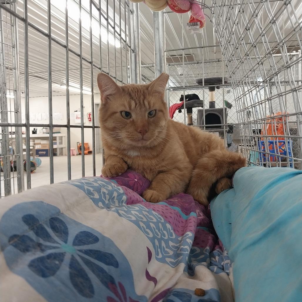 Enlarge Toast, a Adoptable Domestic Short Hair in East Smithfield , PA image 3/6
