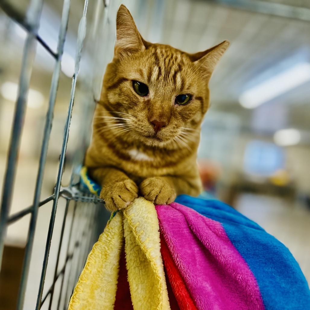 Enlarge Toast, a Adoptable Domestic Short Hair in East Smithfield , PA image 4/6