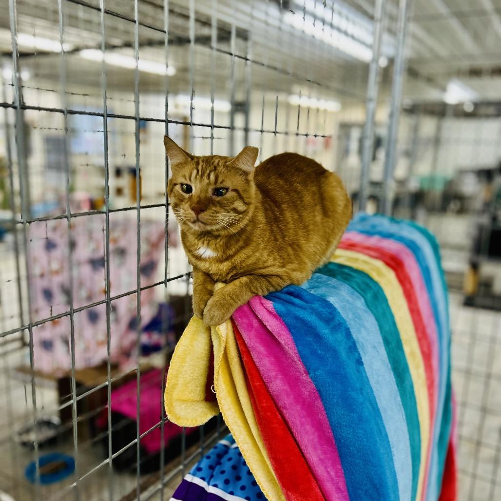 Enlarge Toast, a Adoptable Domestic Short Hair in East Smithfield , PA image 5/6