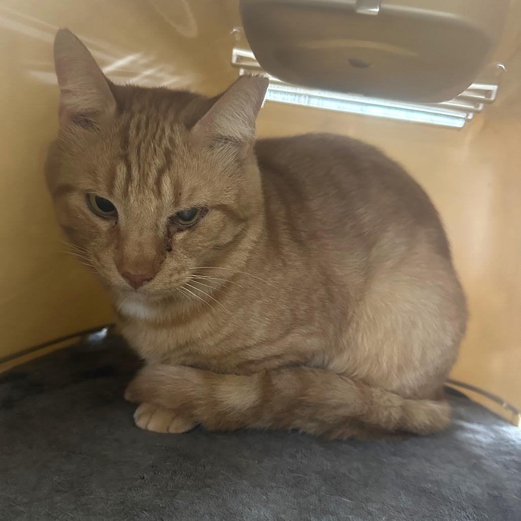 Enlarge Toast, a Adoptable Domestic Short Hair in East Smithfield , PA image 6/6